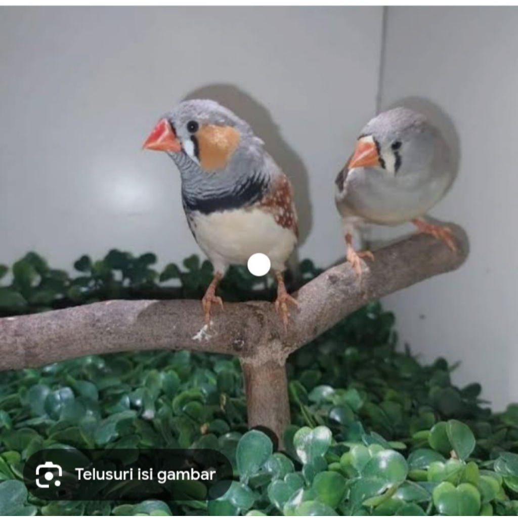 zebra finch Timor/lokal