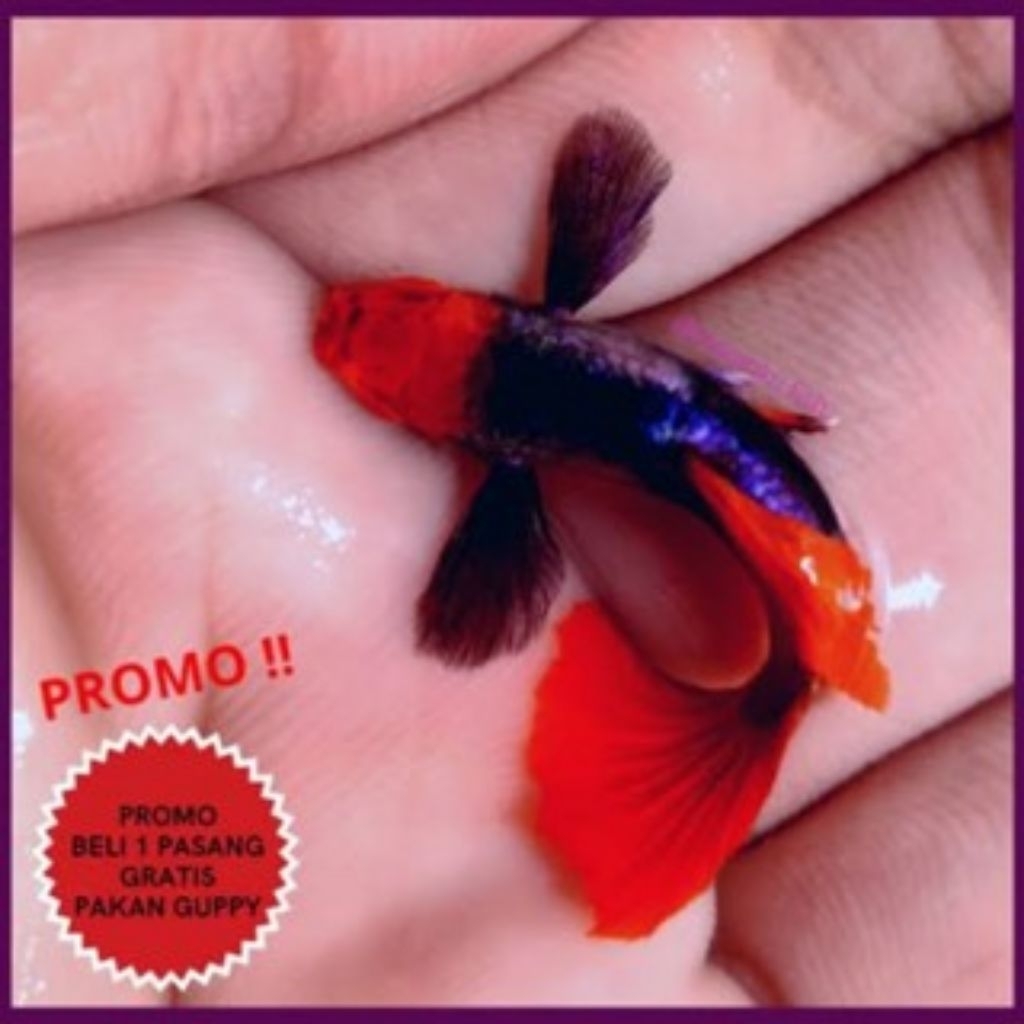 

PackingStyrofoam prtde koi