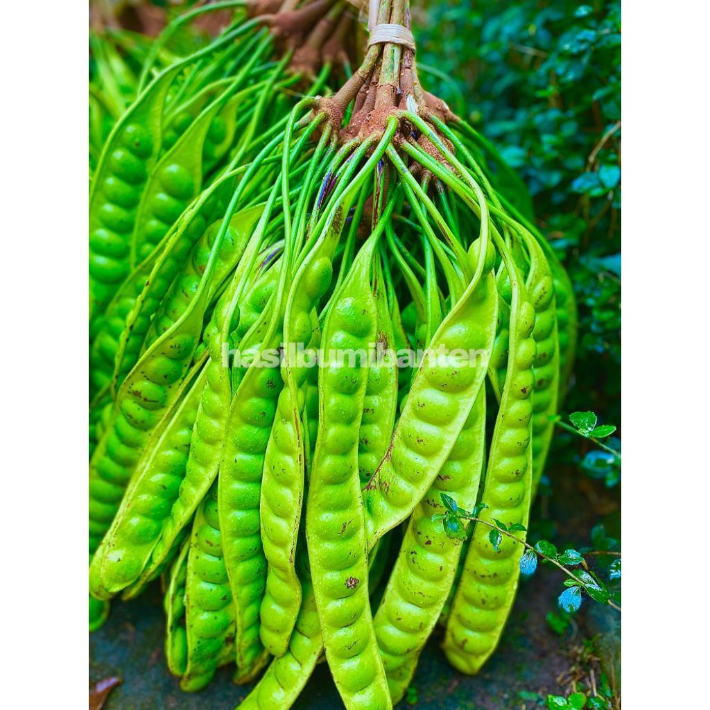 

PETE/PETAI PADI ISI 40 PAPAN LONJOR TUA SUPER