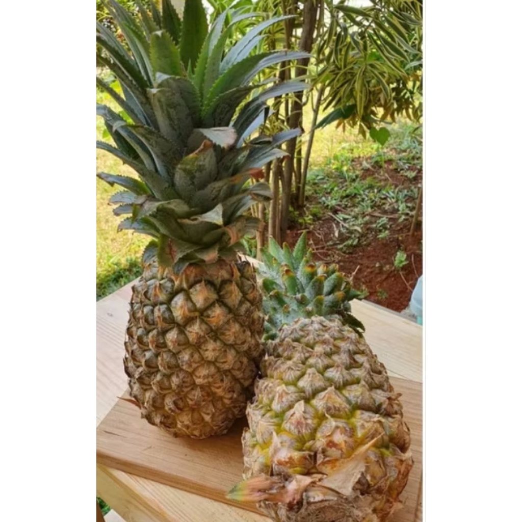 

Nanas Madu Fresh Dan Manis.nanas mudanya juga ada