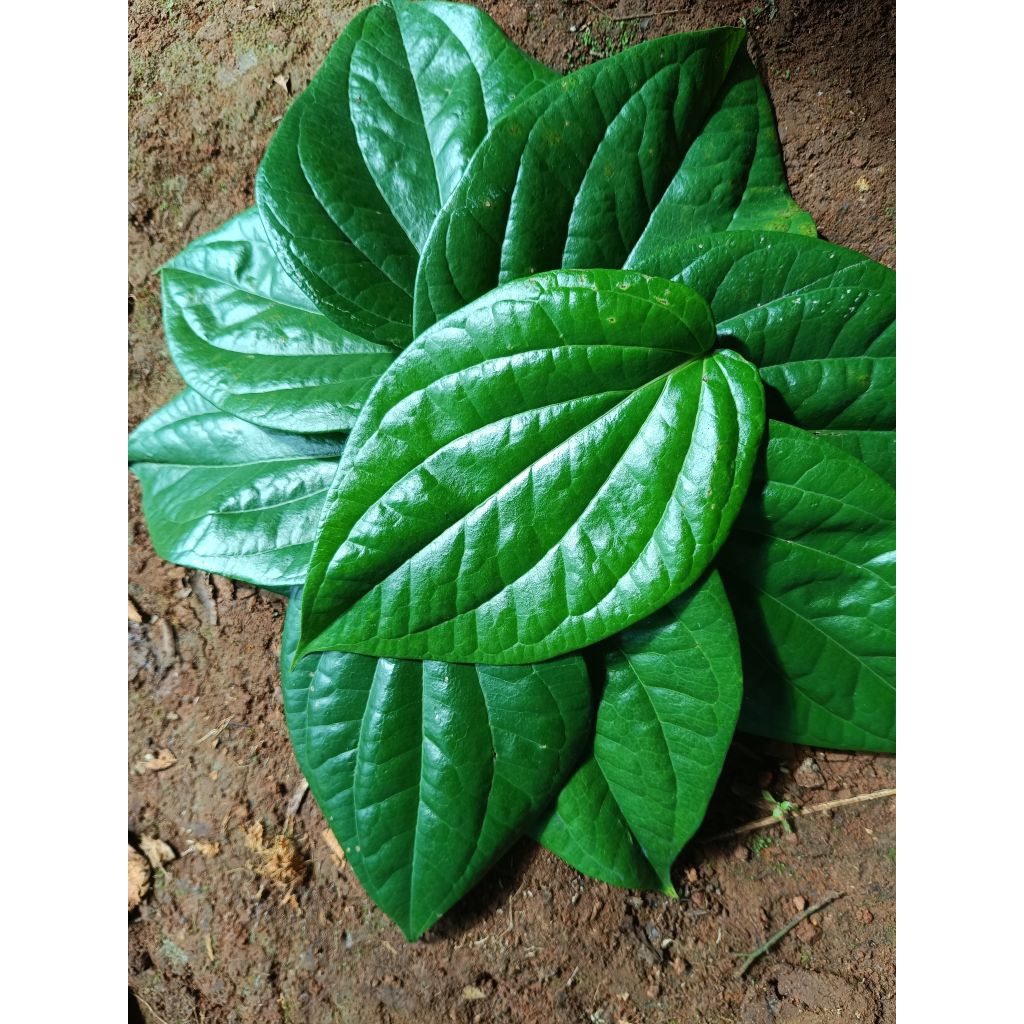 

daun sirih hijau 30 lembar daun segar di petik langsung