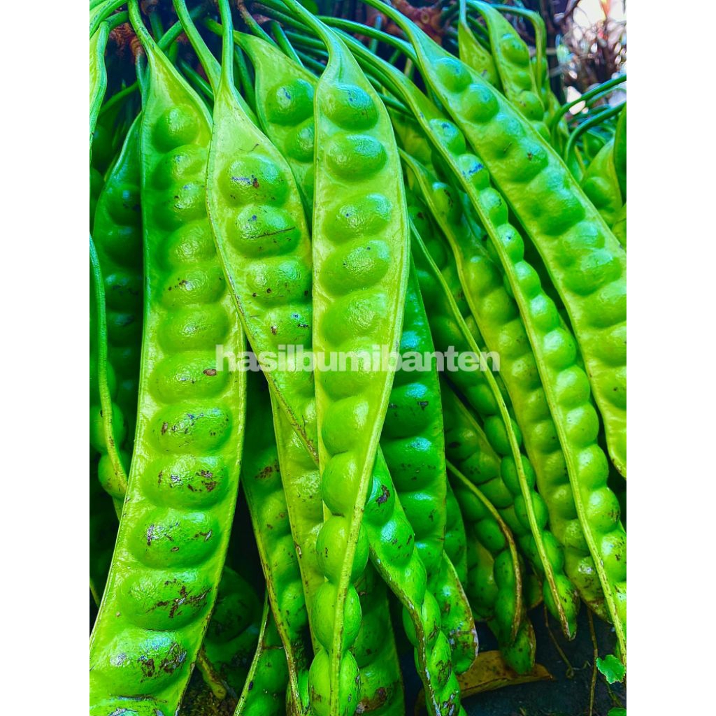 

PETE/PETAI PADI 10 PAPAN LONJOR TUA SUPER PILIHAN KUALITAS TERBAIK