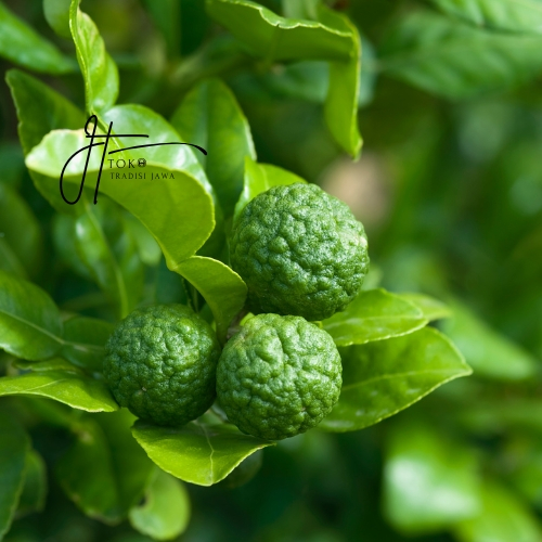 

JERUK PURUT SEGAR 1 PCS