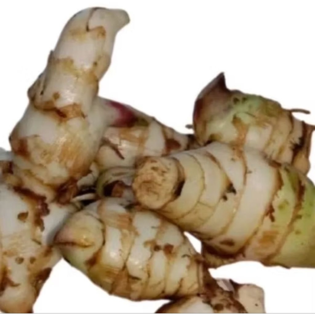 

ubi ganyong PUTIH ganyol segar 1,KG/500, GRM. √