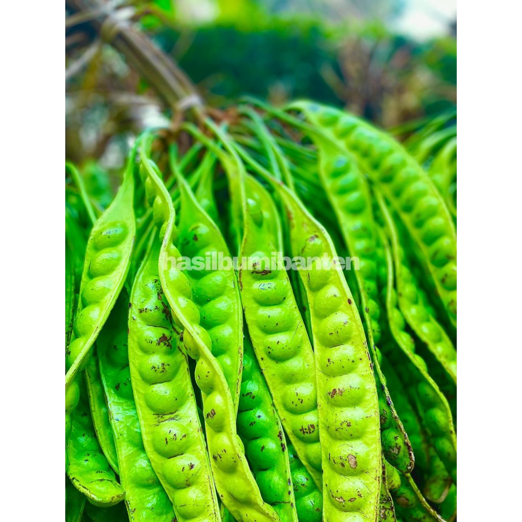 

PETE/PETAI PADI PENDEK 20 PAPAN LONJOR TUA SUPER