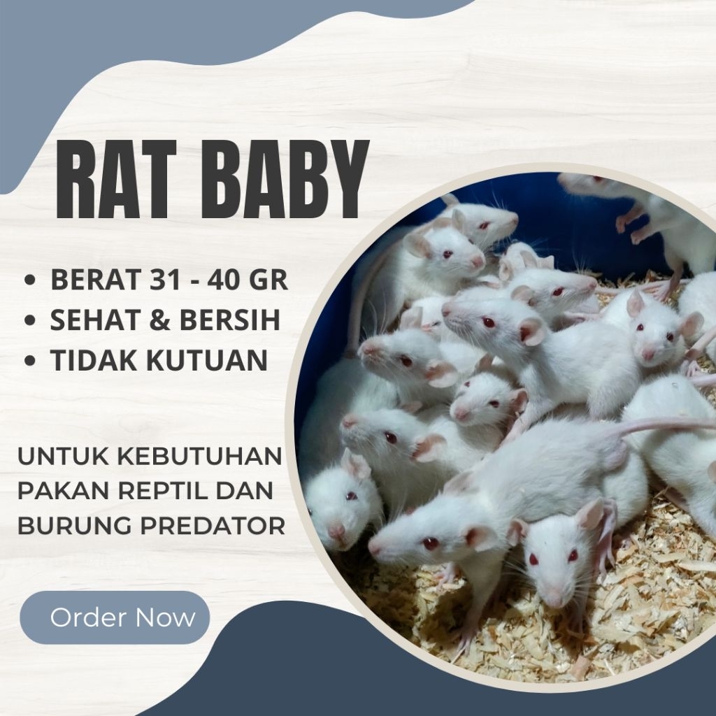 Tikus putih rat baby