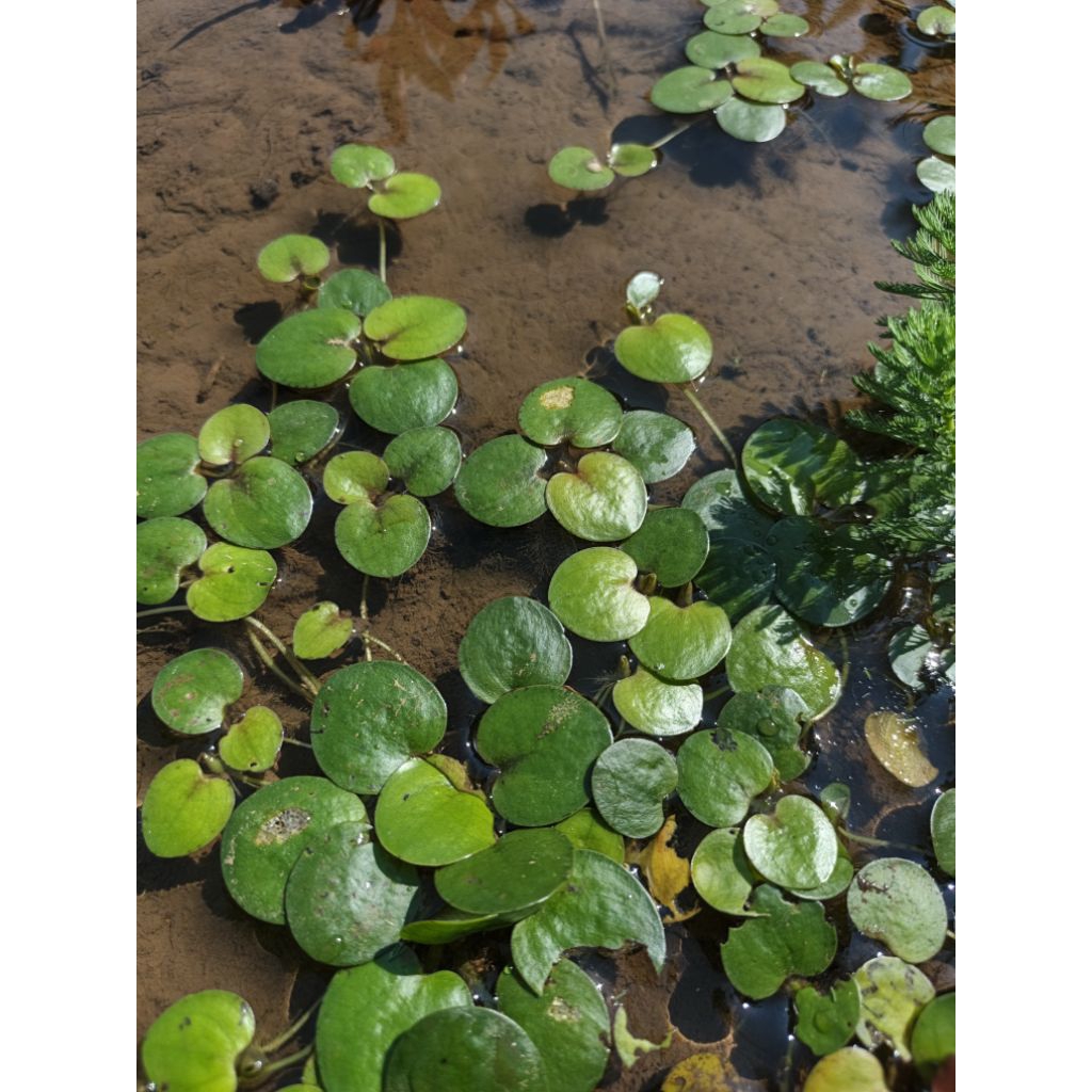 tanaman aquascape apung amazon forbit paket 10 pohon hiasan aquarium dekorasi aquascape
