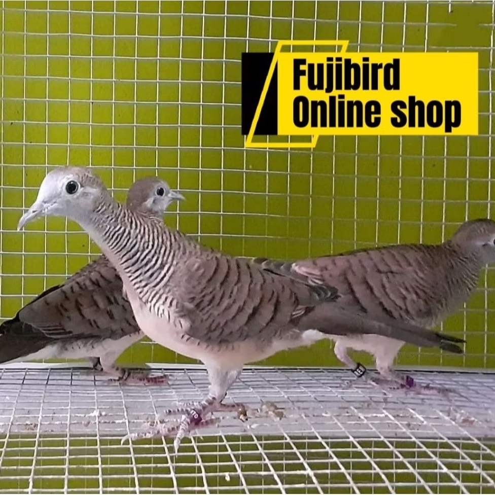 BURUNG PERKUTUT BANGKOK SORTIRAN PILIHAN SUPER