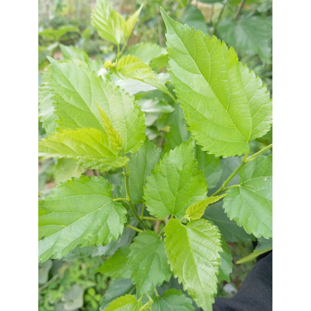 

DAUN MURBEI SEGAR 50 lembar