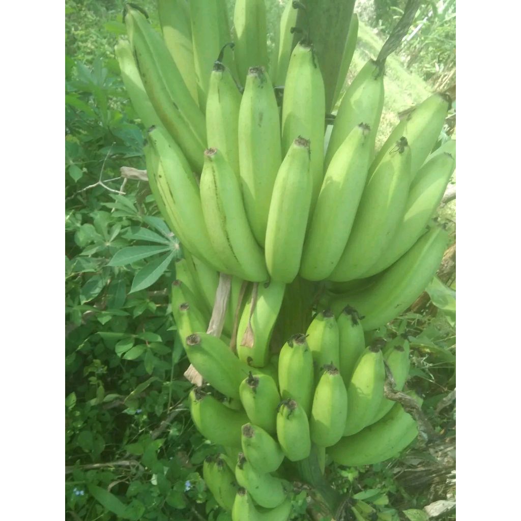 

pisang