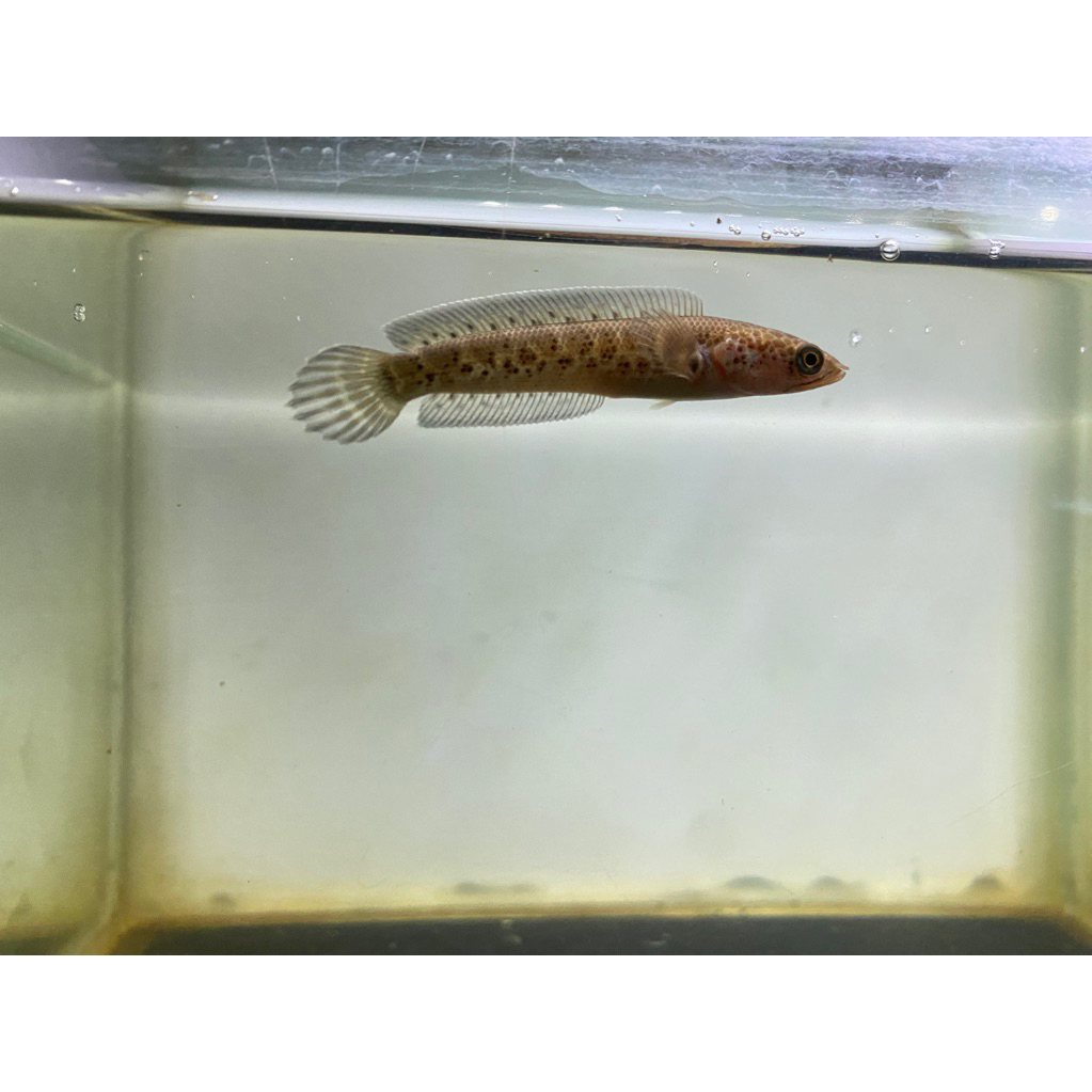 Channa Auranti Size 4-5cm