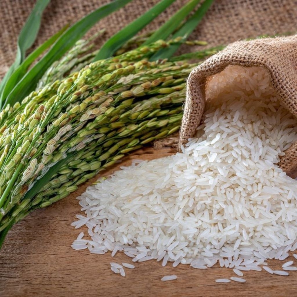 BIJI PADI BENIH PADI IMPORT JEPANG 1KG BIBIT PADI JEPANG PEREMIUM 1KG