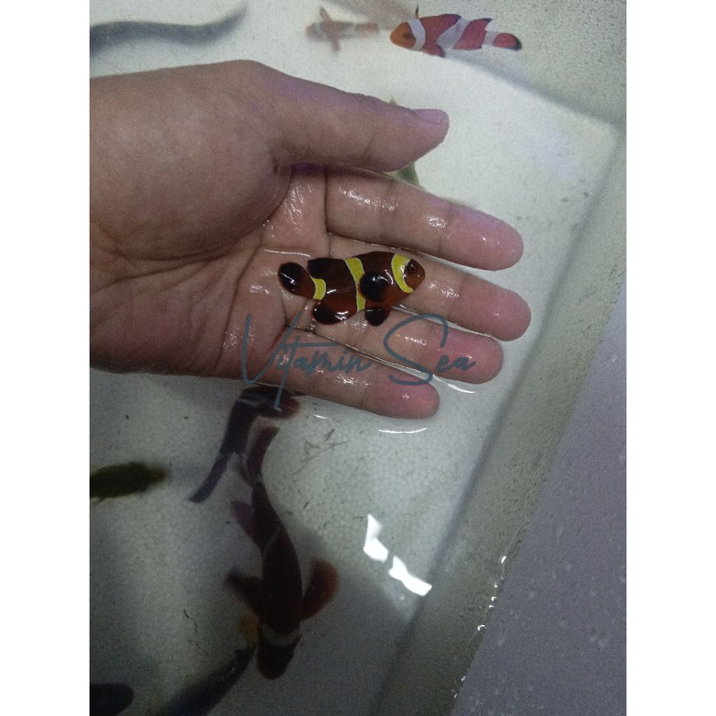 

Ikan Laut Balong Padang