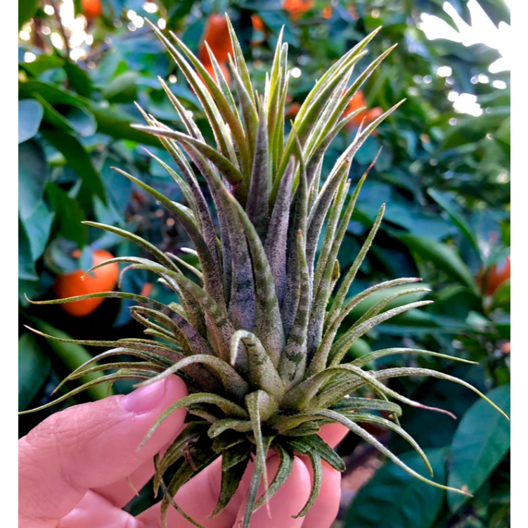 Botanica BTi 15 - Tillandsia Ionantha Zebrina Mexico Tanaman Udara Tanpa Media