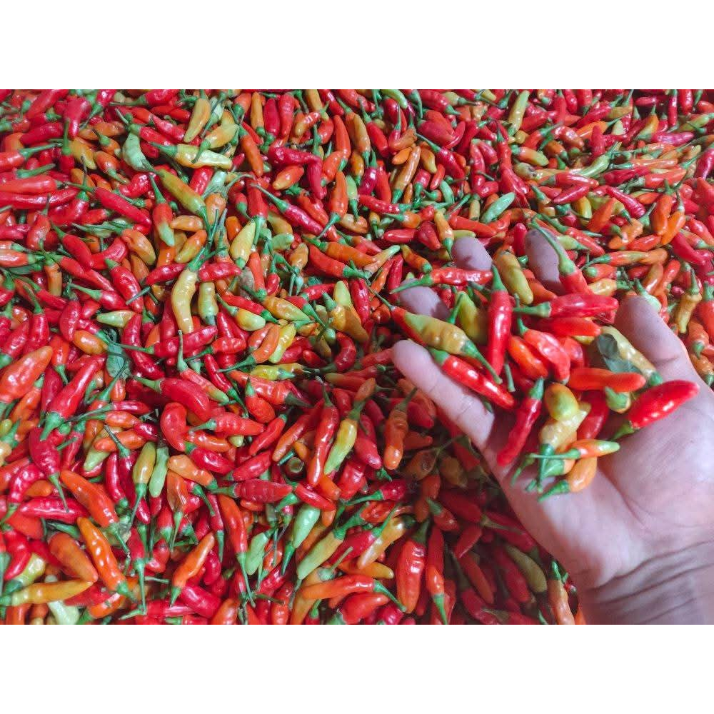 

Cabe/Lombok rawit merah fress 1kg