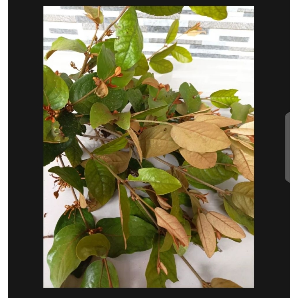 

DAUN BENALU SEGAR 500 GRAM l