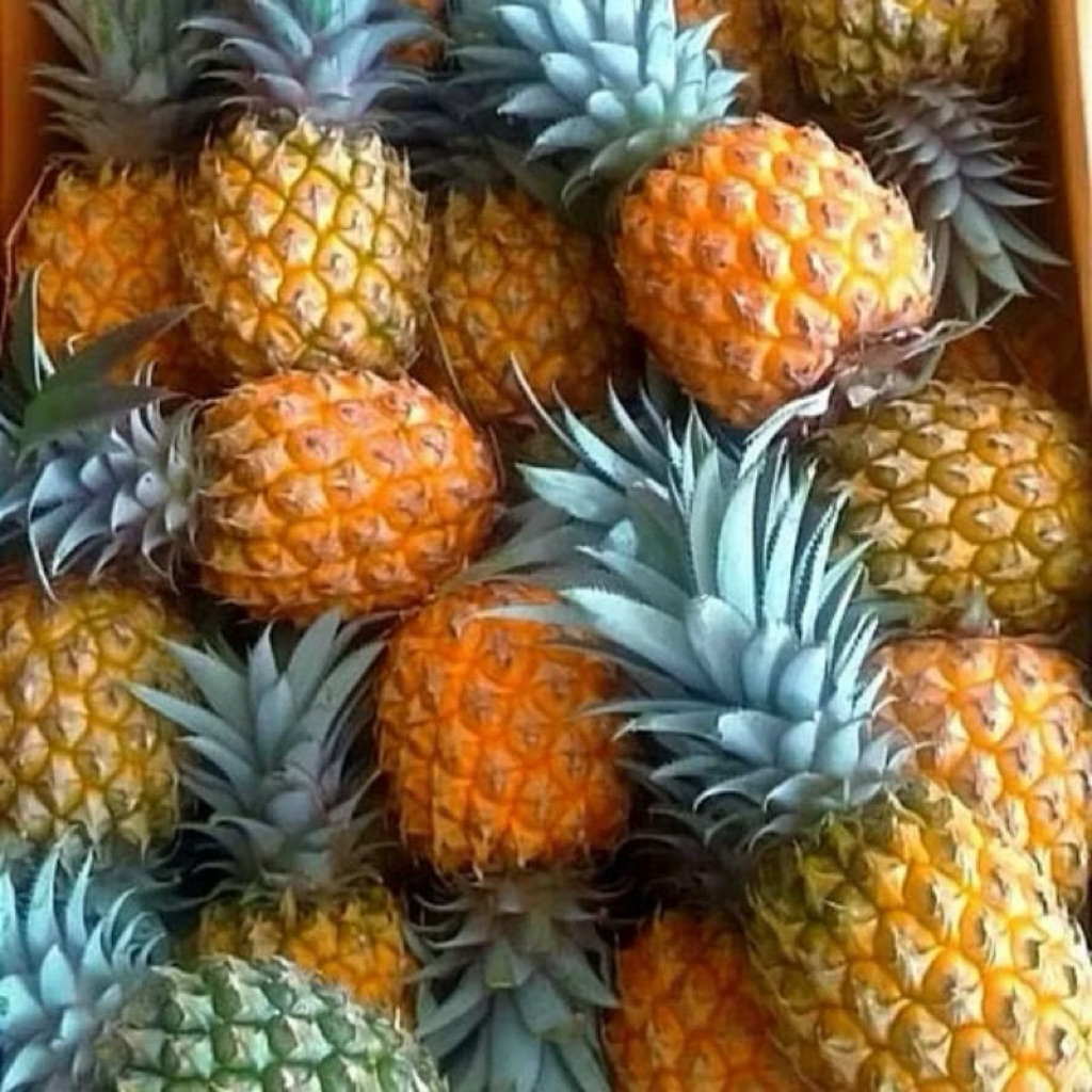 

Nanas Madu Asli Manis Fresh Utuh | Pcs