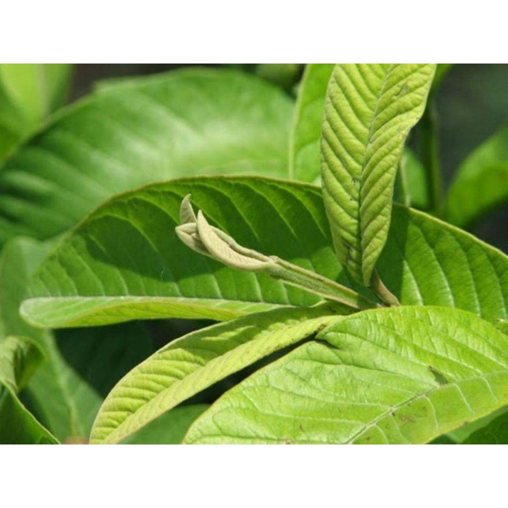 

daun jambu biji segar 100 lmbar