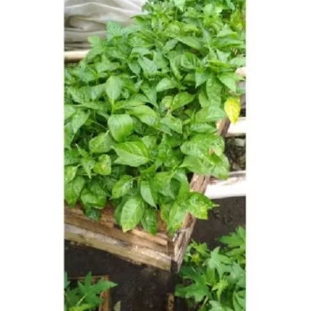 Bibit cabe rawit cabe kecil super full akar siap tanam