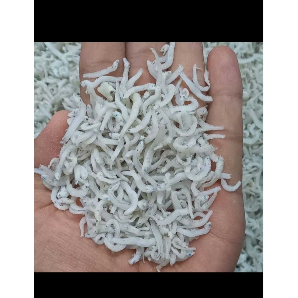 

Teri Medan/Teri Toge ukuran sedang