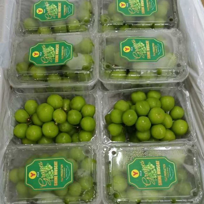 

ANGGUR HIJAU SHINE MUSCAT TANPA BIJI