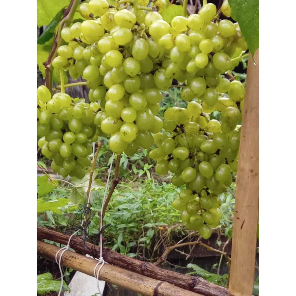 

Entres anggur import transfiguration 1 batang 1 mata tunas