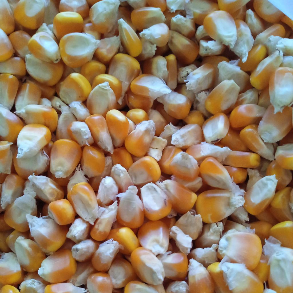 

jagung, biji jagung besar