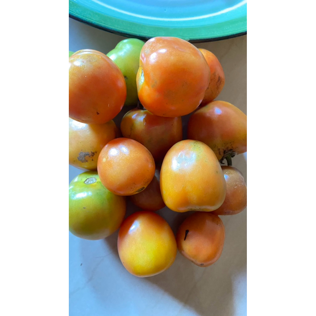 

tomat segar berat 1000grm/1kg