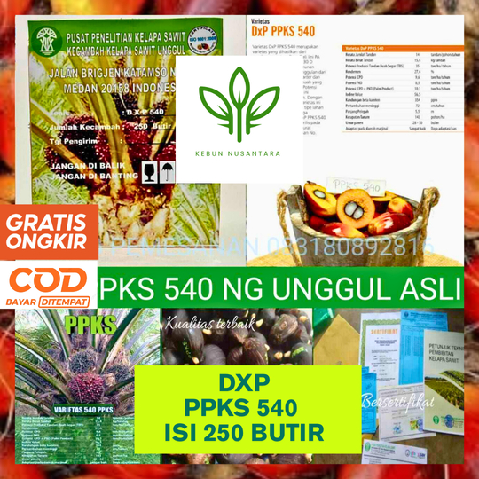 BIBIT SAWIT DXP PPKS 540 UNGGUL BERSERTIFIKAT SUDAH BERKEMBAH BERGARANSI