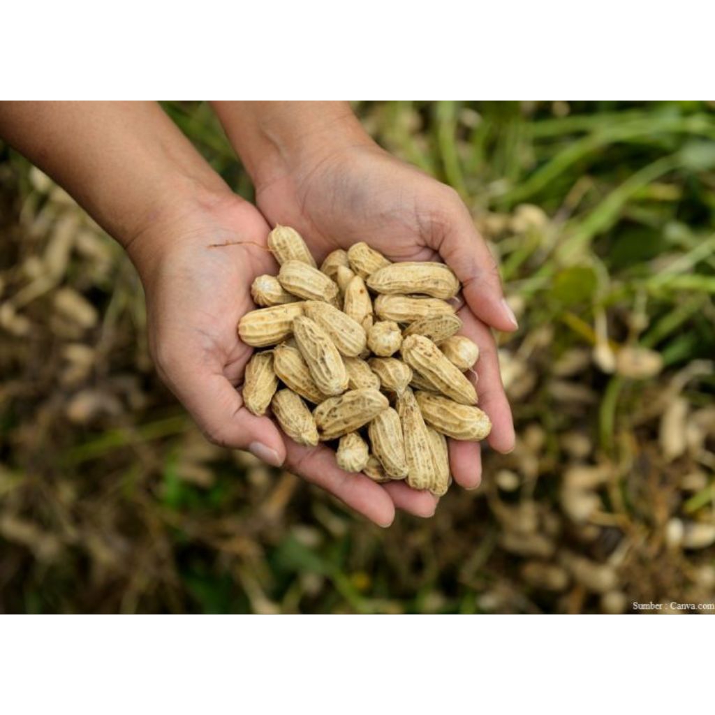 

Kacang Tanah mentah 1 kg