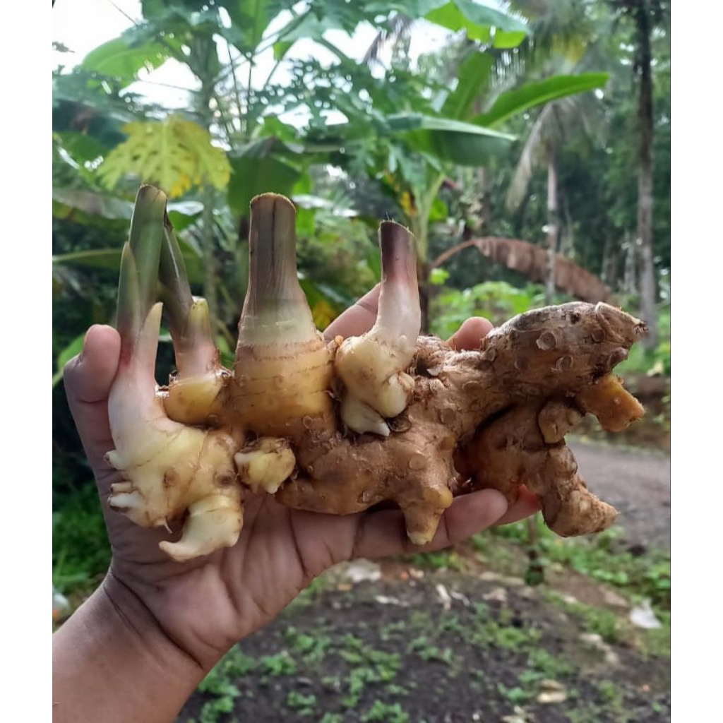 

Panglay / Bangle segar 100gr