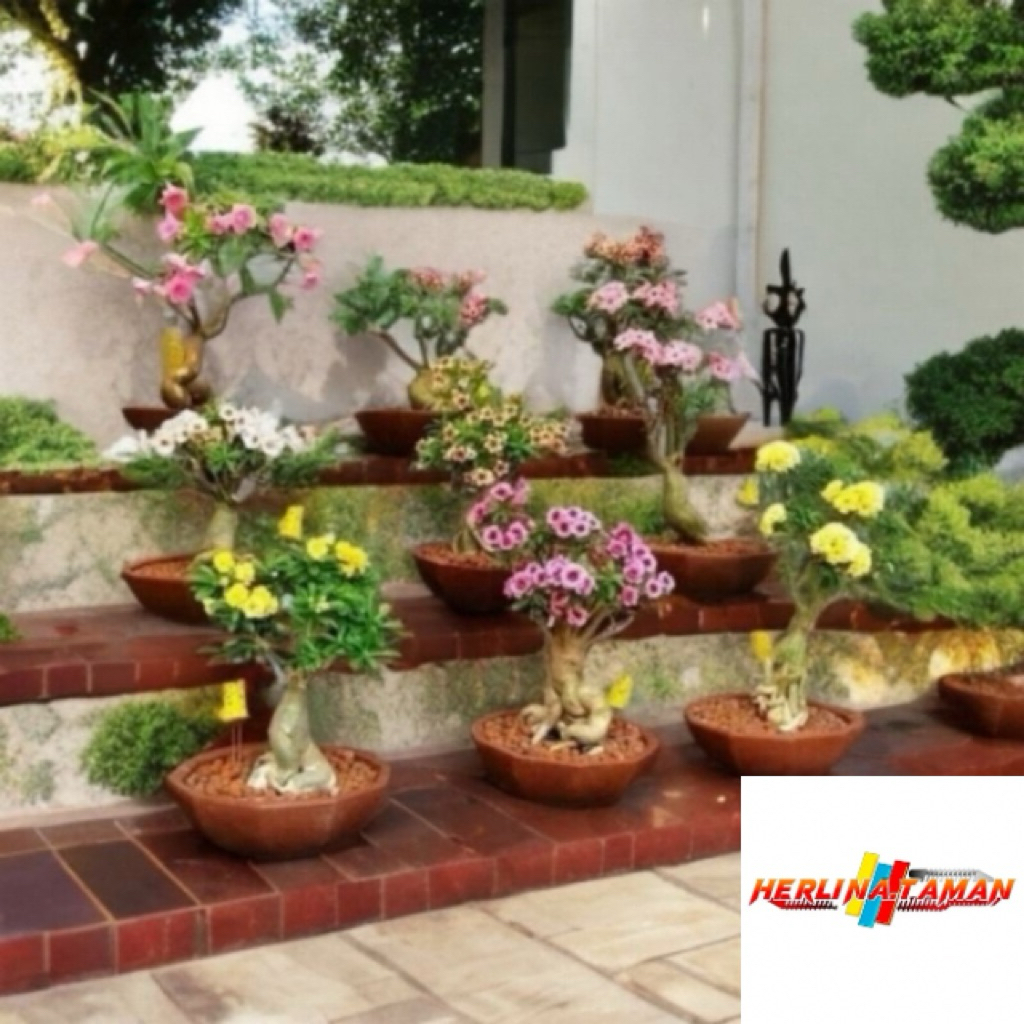 Termurah Tanaman Hias Adenium Kamboja Jepang Tanaman Hidup Bunga Kambodja / Adenium Kamboja Bunga Tu