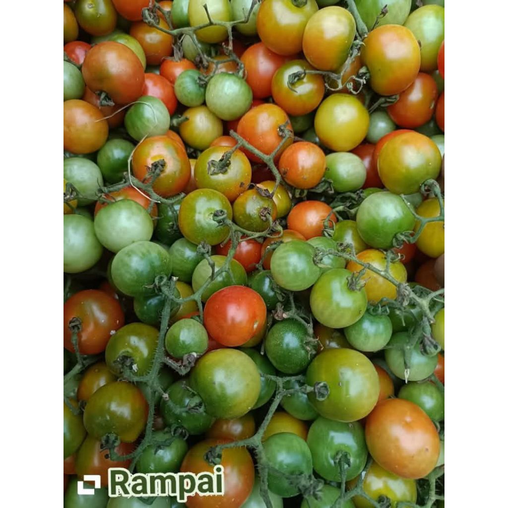 

Rampai tomat kecil khas sumatra