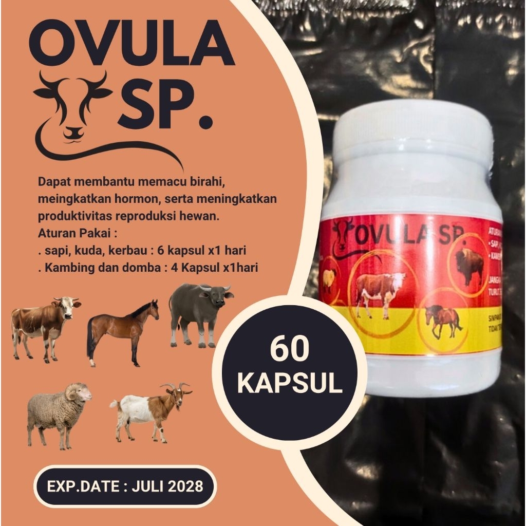 Ovula Sapi 60 Kapsul Memacu Birahi, Meningkatkan Hormon