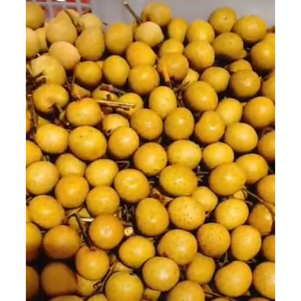 

kelengkeng grade emas No.1 Jumbo Manis 1 kg