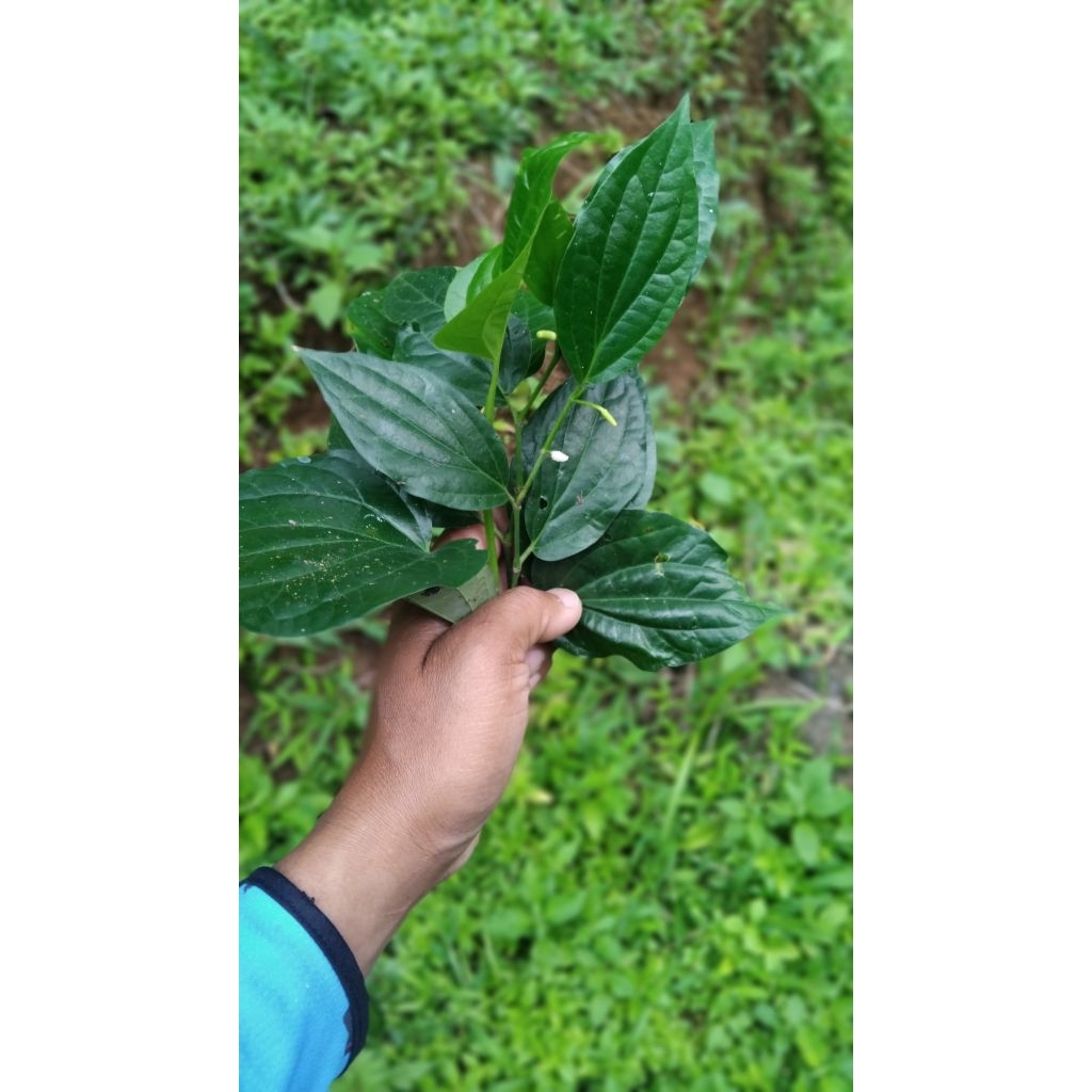 

Daun karuk daun sirih tanah daun cabe jawa segar petik langsung 200 gram