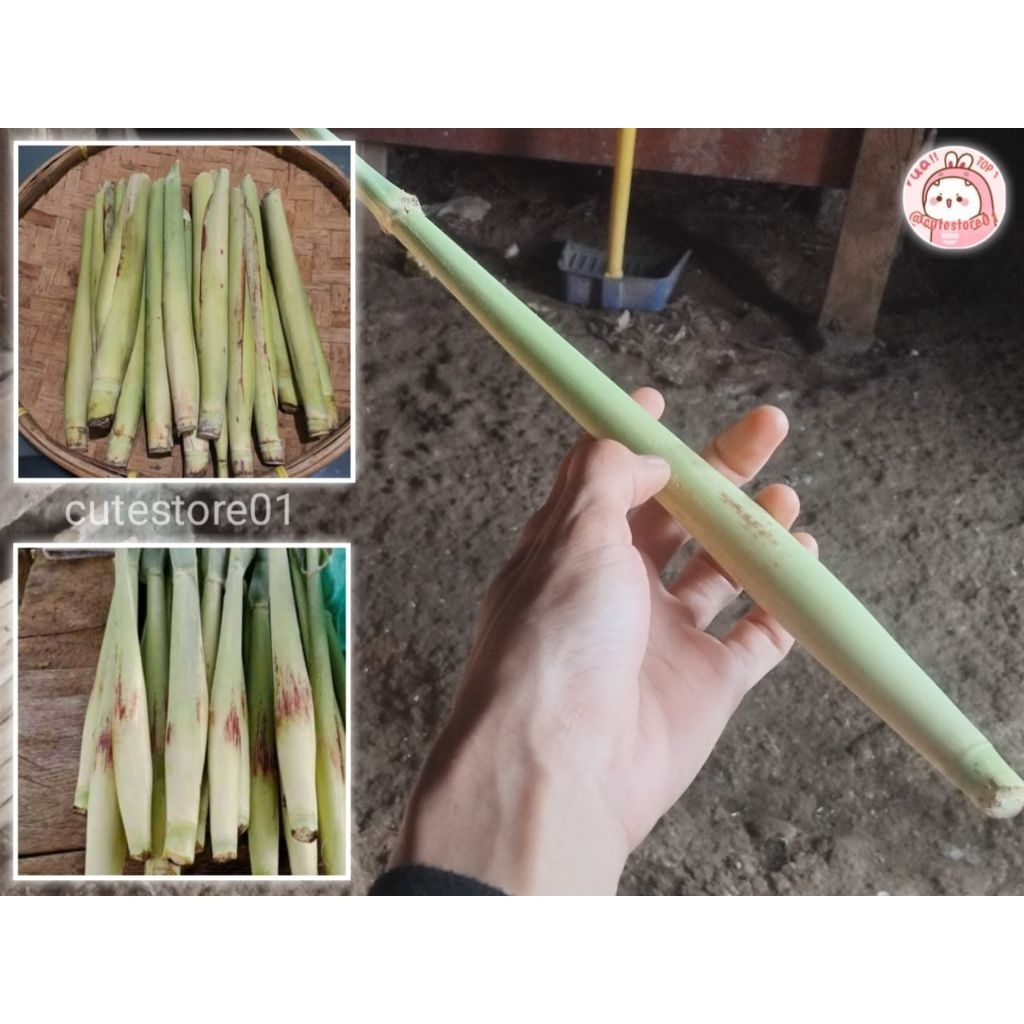 

Terubuk Sayur 10pcs