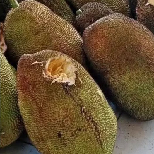

NANGKA JAWA UNTUH SATU BUAH