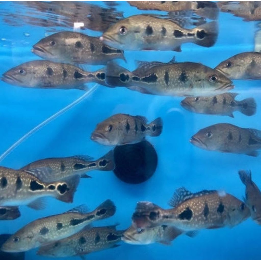 Hiasan akuarium Pbass Brocopondo