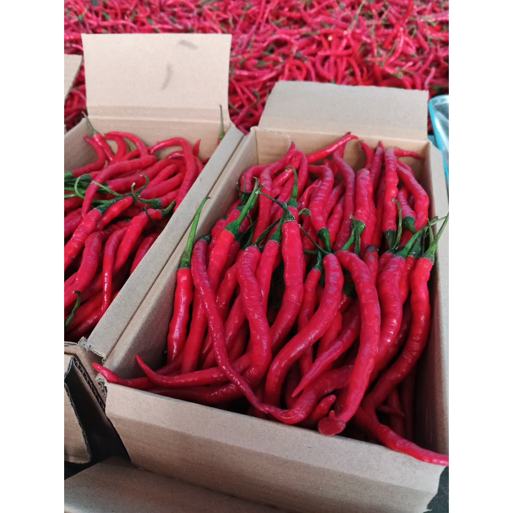 

cabai / cabe keriting merah fresh segar cabe / cabai merah keriting packing kardus cabai keriting merah kg kardus packing dijamin fresh dan segar langsung panen dari petani