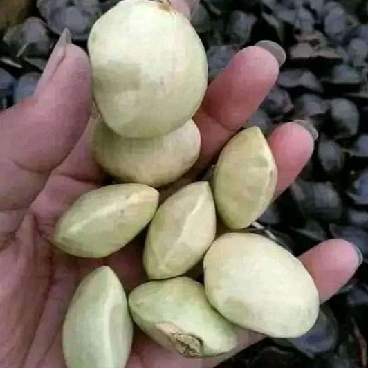 

Jengkol Muda Mentah 1kg Fresh Pulen Besar