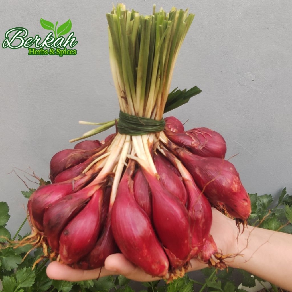 

Bawang Dayak Segar 1kg Bawang Dayak Asli (Dikirim dengan sedikit daun dan akar)