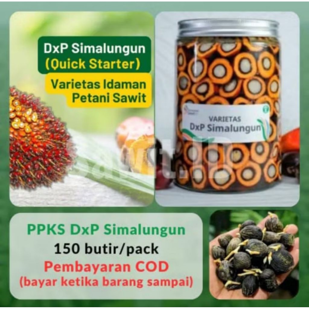 150 butir PPKS DxP SIMALUNGUN Original Bersertifikat