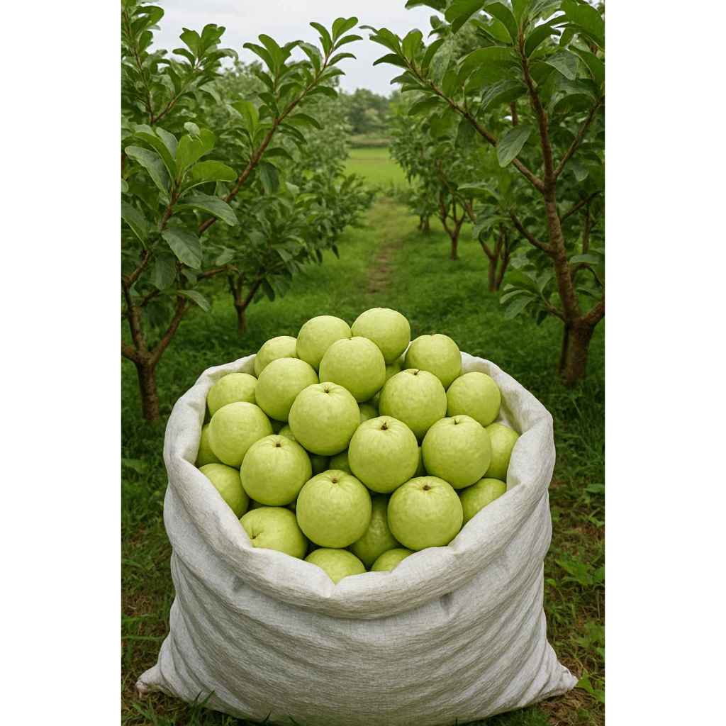 

Jambu Kristal asli kebumen Fressh dipetik langsung dikebun