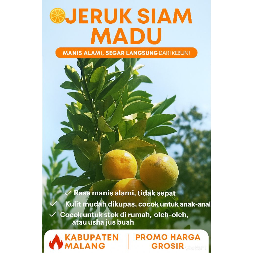 

JERUK SIAM MADU