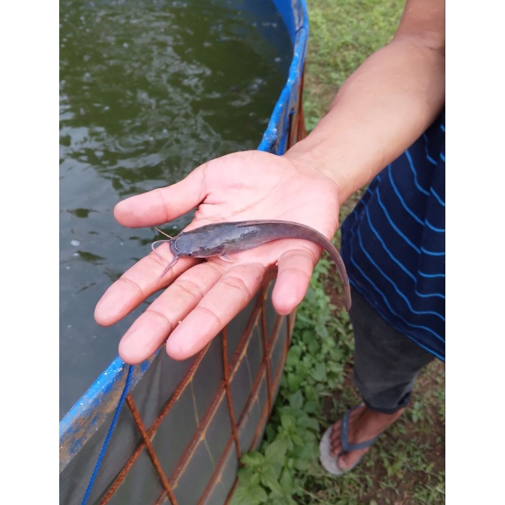 Bibit Lele 11 12 13 14 15 Termurah / Benih Lele Sangkuriang Terlaris