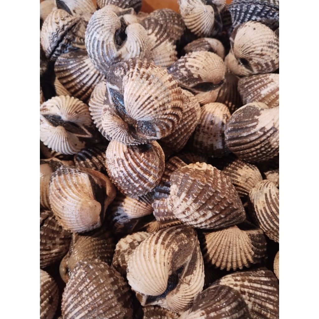 

Kerang Dara