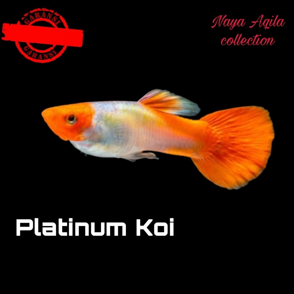 

Packing-Platinum K0i