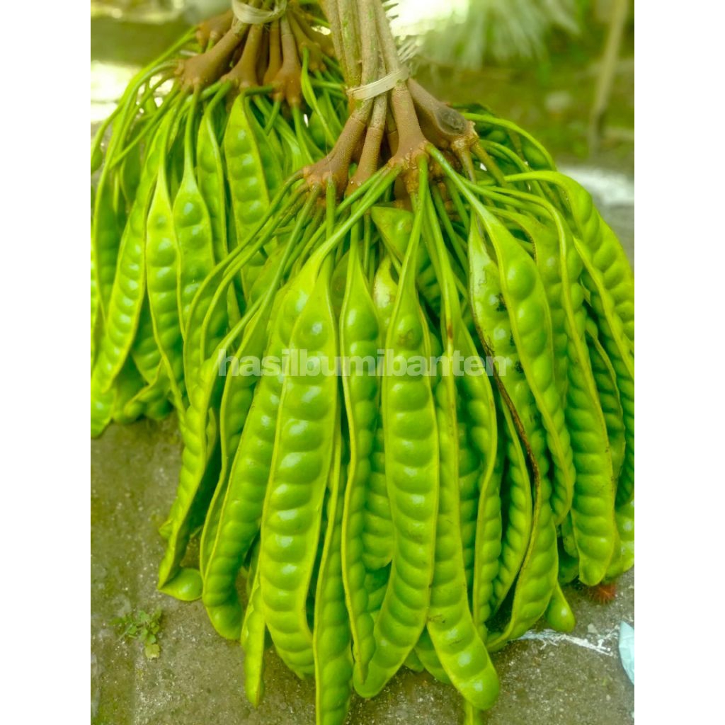 

PETE PETAI TUA SUPER ISI 100 PAPAN LONJOR