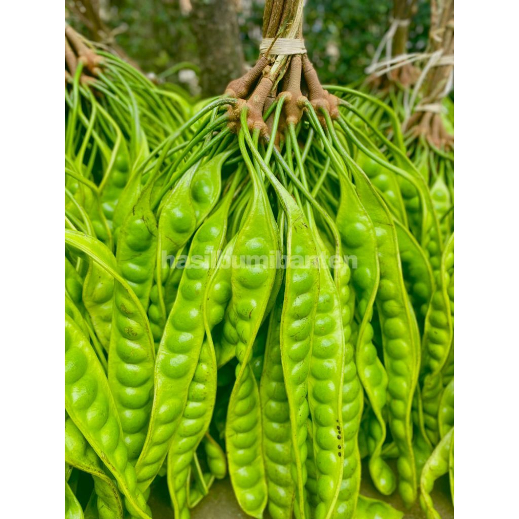 

PETE PETAI TUA FRESH ISI 10 PAPAN LONJOR